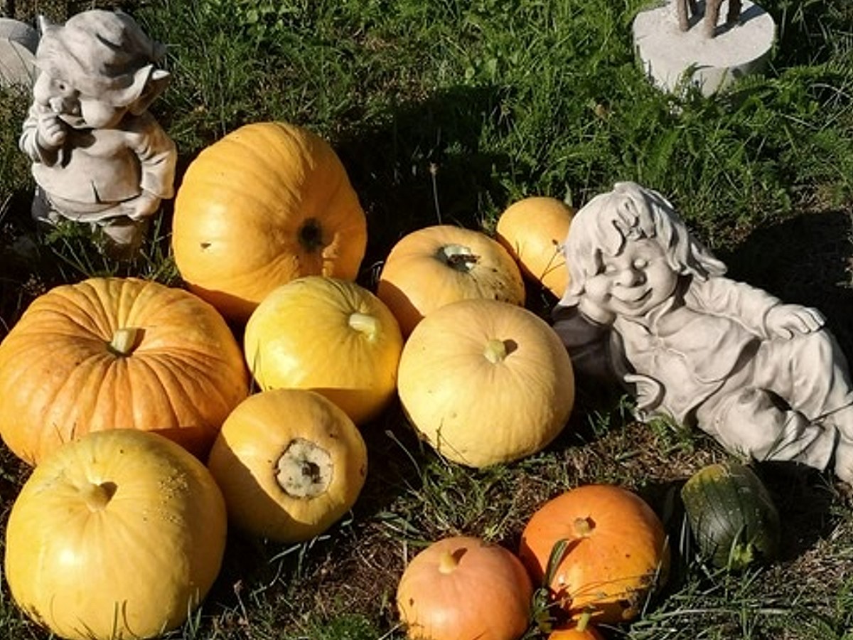 Mehrere gelb-orange Kürbisse liegen auf Gras. Daneben liegen und stehen einige steinerne Gartenzwerge.